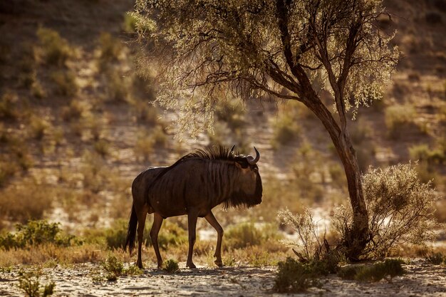 Foto blauwe gnu's staan in het veld.