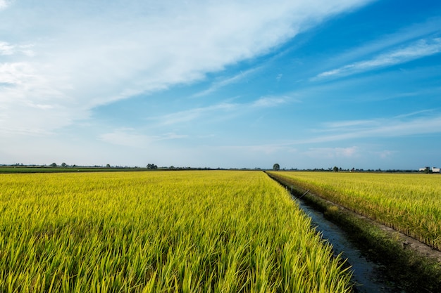 Blauwe hemel boven een rijstveld