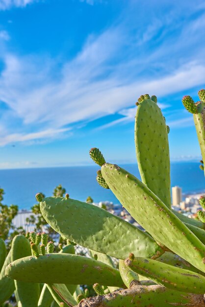 Blauwe hemel close-up van groene nopal cactus plant groeit op een heuvel met oceaan of zee achtergrond Sappige cactusvijg fruit gekweekt of gekweekt voor voeding antioxidanten of vitaminen met kopie ruimte