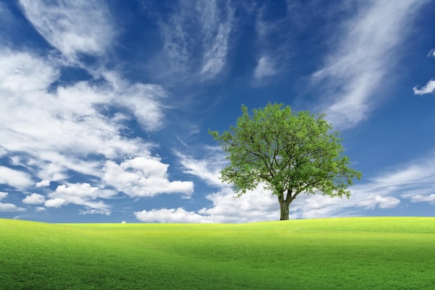blauwe hemel groen gras wild veld en boom op horizon natuur landschap