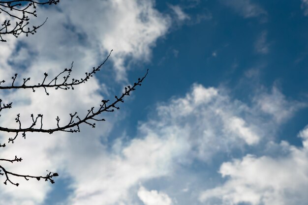 blauwe hemel met bomen op de achtergrond blauwe hemelachtergrond met wolken. Mooie zonsonderganghemel boven wolken