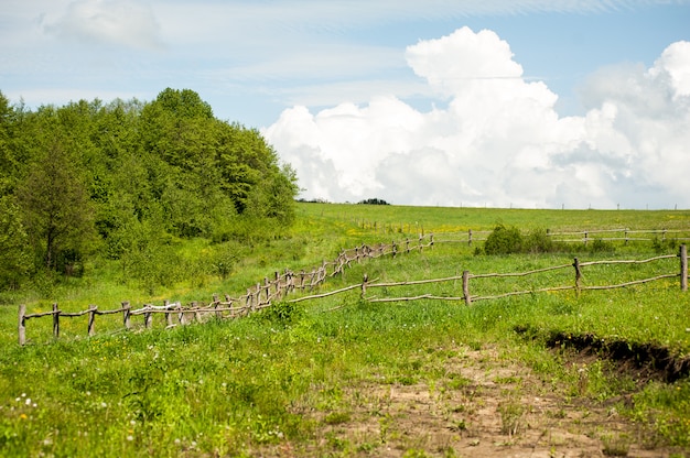 Blauwe hemel met wolken boven de bomen in het groene woud