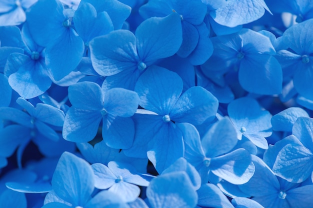 blauwe hortensia achtergrond