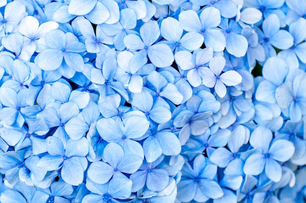 Blauwe hortensia bloem textuur achtergrond
