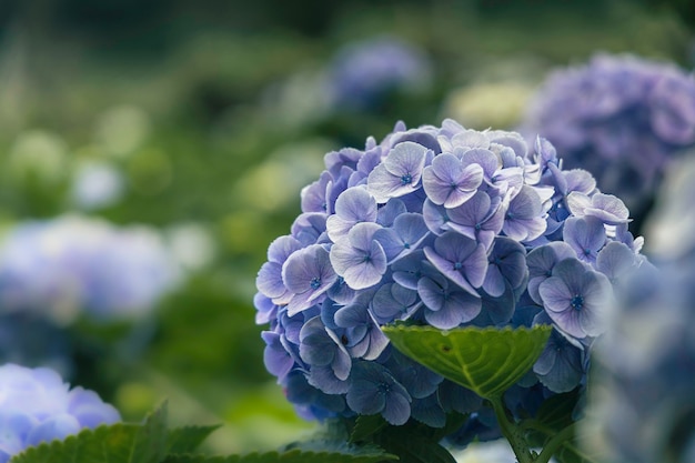 Blauwe hortensia bloemen close-up