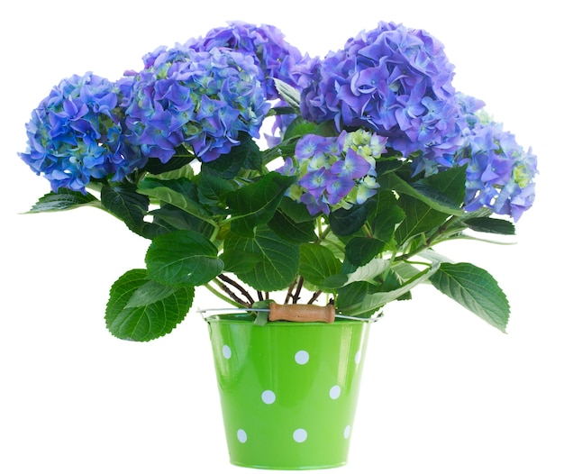 Blauwe hortensia bloemen in groene pot geïsoleerd op een witte achtergrond