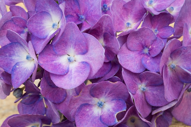 Blauwe hortensia bloemen