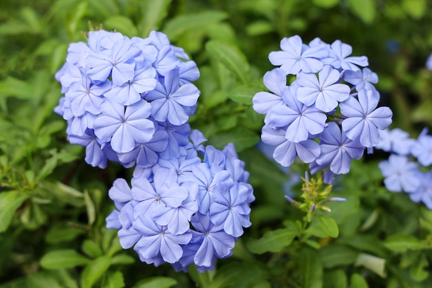 Blauwe hortensia in de bloementuin