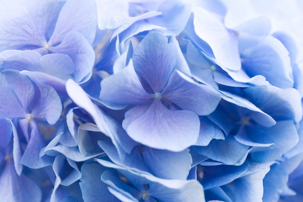 Blauwe hortensia