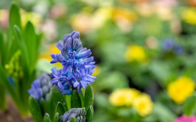 Blauwe hyacint Hyacinthus grote hyacint bloeiwijze op onscherpe achtergrond van groen en andere bloemen