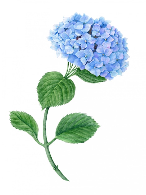 Blauwe Hydrangea aquarel aquarel botanische illustratie geïsoleerd