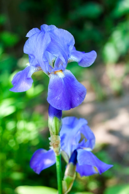 Blauwe iris bloem close-up