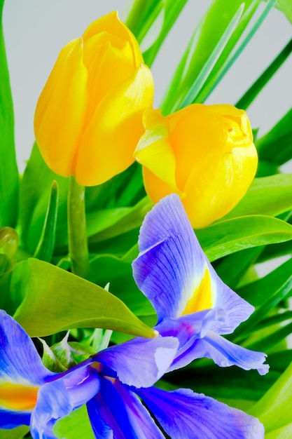 Blauwe iris en gele tulpen