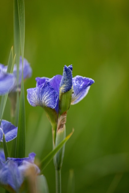 Blauwe iris in de veldclose-up