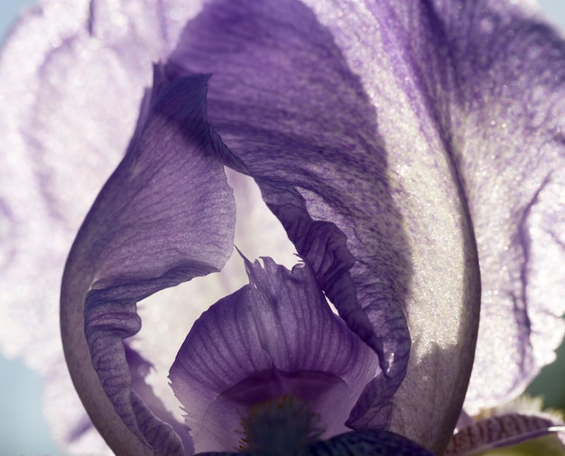 blauwe iris