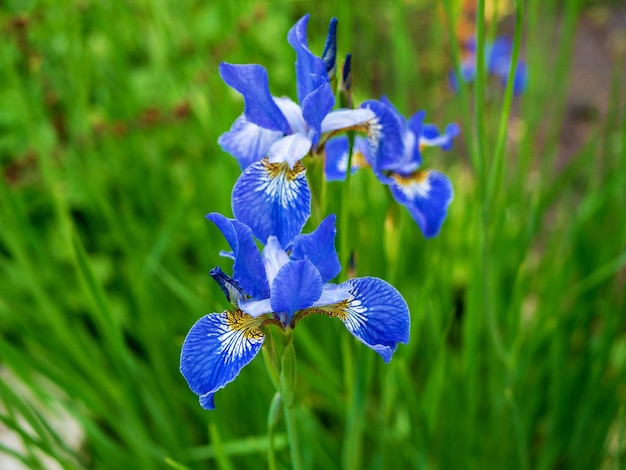Blauwe Irisbloem over groen gras bij de zomertuin
