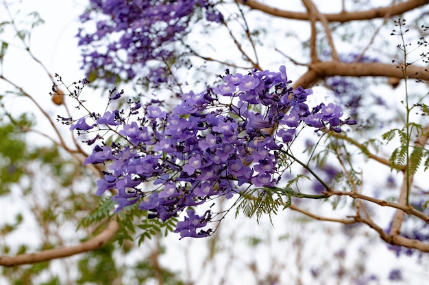 Blauwe Jacaranda-boom van de soort Jacaranda mimosifolia met fruitbloem en selectieve focus