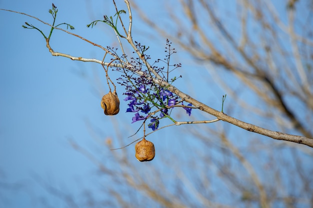 Blauwe Jacaranda-boom van de soort Jacaranda mimosifolia
