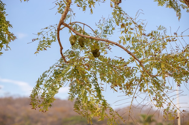 Blauwe Jacaranda Vruchten van de soort Jacaranda mimosifolia