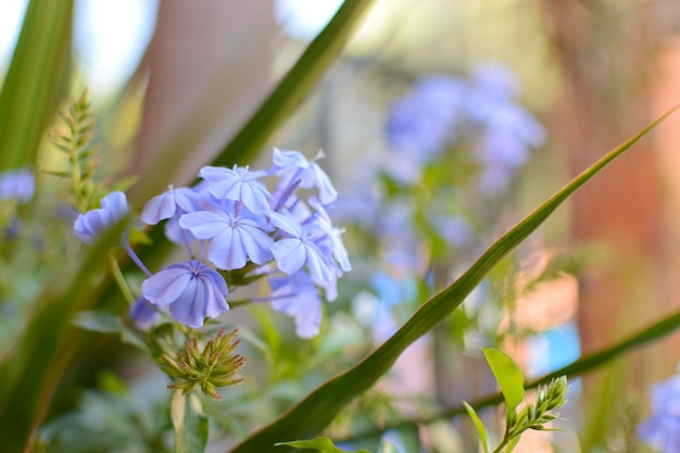 Blauwe jasmijn ook bekend als malacara celestina Isabel Segunda blue plumbago