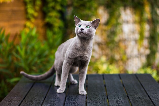 Blauwe kat zit op een houten tafel met groene achtergrond in de tuin