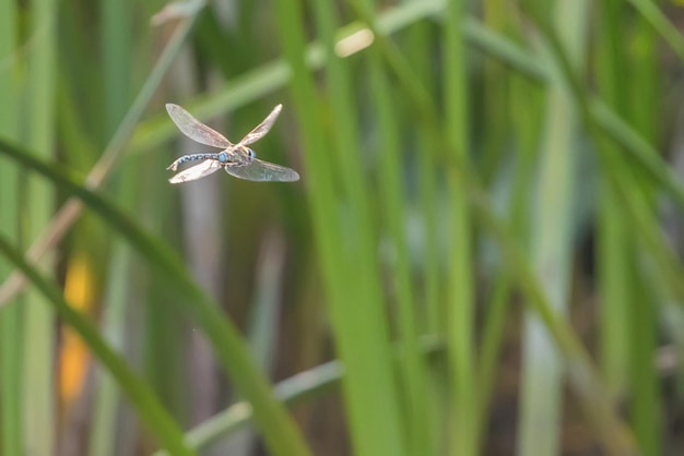 Blauwe keizer Dragonfly zweven tijdens de vlucht (Anax imperator)