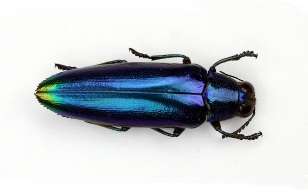 Blauwe kever geïsoleerd op wit. Juweel kever Chrysochoa fulminans macro close-up. Buprestidae, insecten