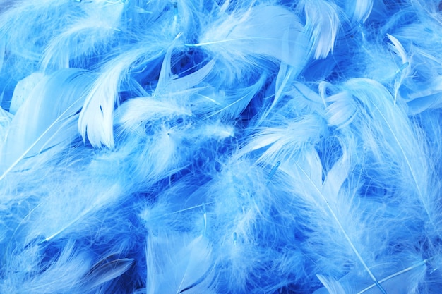 Blauwe kippen decoratieve veren
