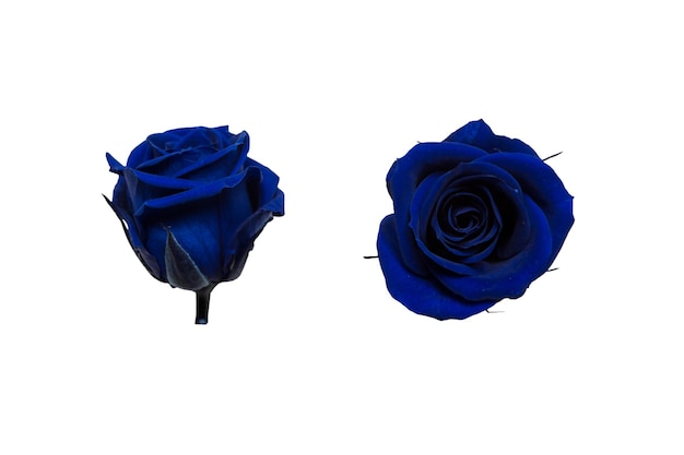 Blauwe kleur roos geïsoleerd op een witte achtergrond Zij- en bovenaanzicht