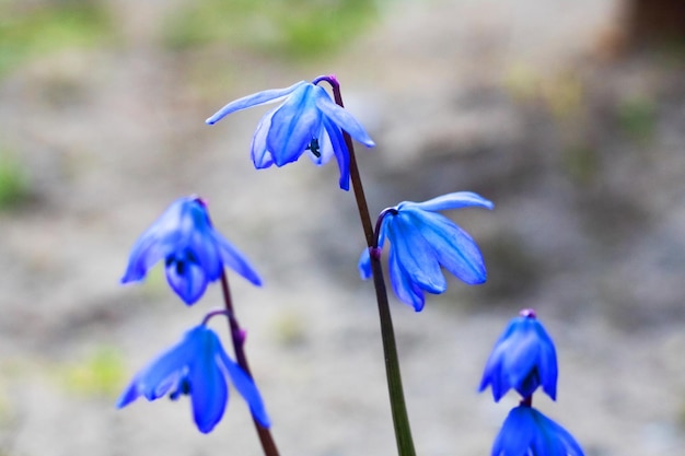 Blauwe klokbloemen close-up macro foto