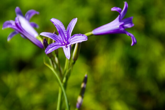 Blauwe klokjebloem in tuin