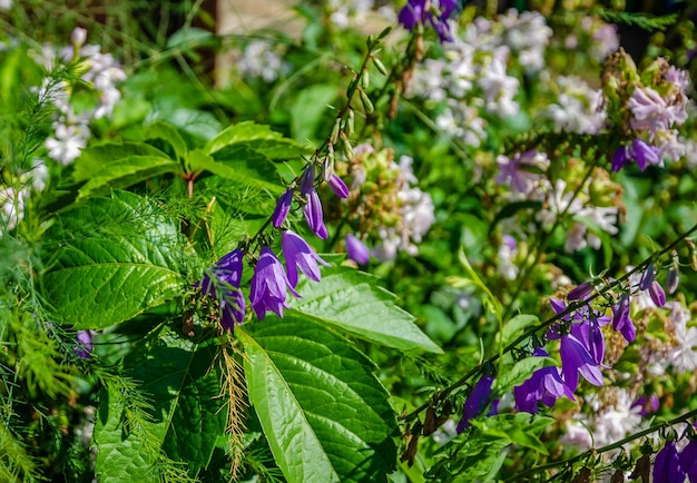 Blauwe klokjes in de tuin op een zomerdag.