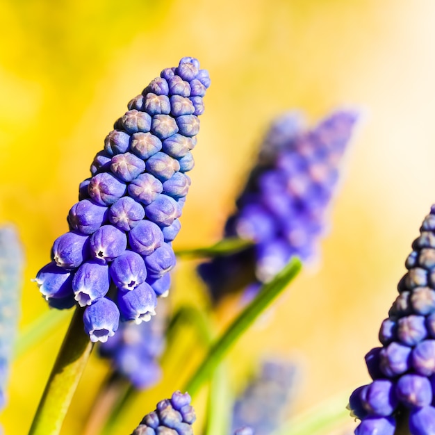 Blauwe knoppen bloemen muscari armeniacum of druif hyacint