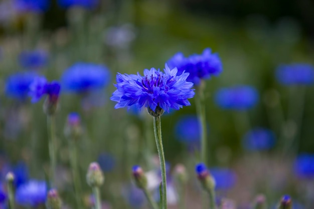 Blauwe korenbloem bloemen wazig achtergrond