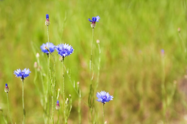 Blauwe Korenbloem (Centaurea-cyanus) bloemen op een achtergrond van mooi avondlicht. De macro, selectieve nadruk van de Wildflowerkorenbloem