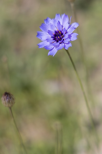 Blauwe korenbloem groeit naast de promenade in Eastbourne