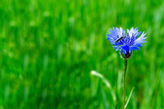 Blauwe korenbloem in het veld op een groene achtergrond