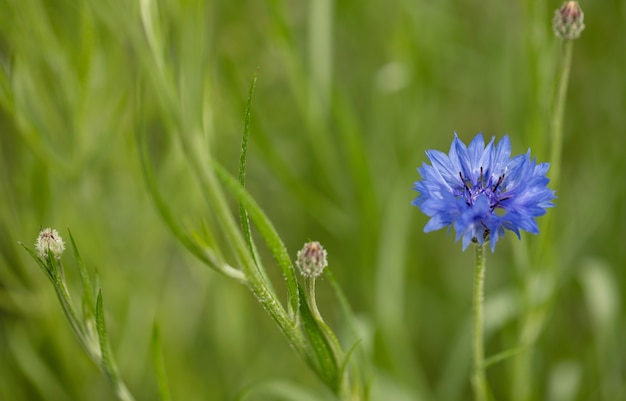 Blauwe Korenbloem op een groen veld