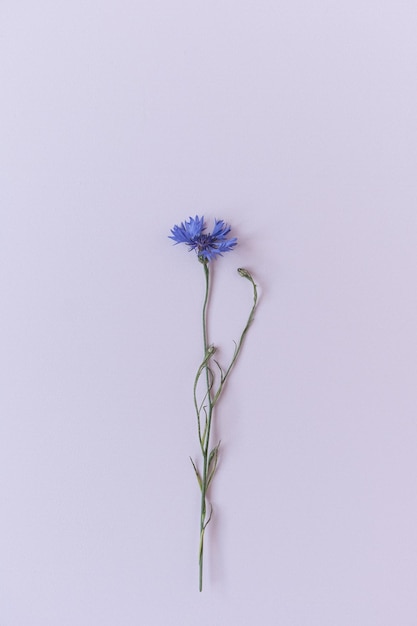 Blauwe korenbloem op witte achtergrond Minimalistische plat lag bovenaanzicht bloemen samenstelling