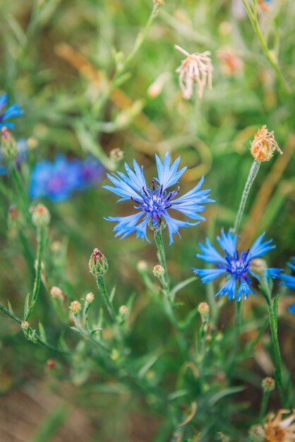 Blauwe Korenbloem op zomer gras achtergrond. Veld kruiden bloemen.