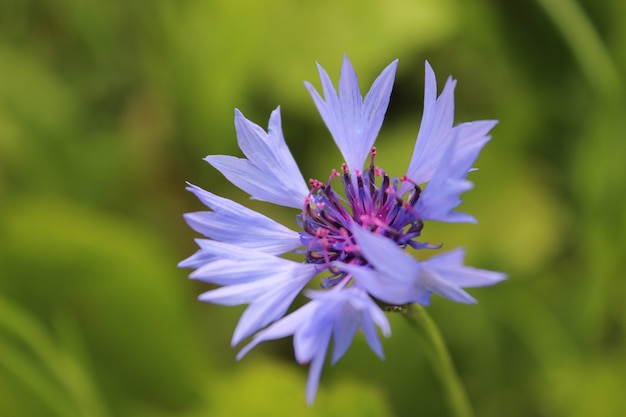 Blauwe Korenbloem op zomer gras achtergrond