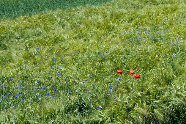 Blauwe korenbloemen groeien in de zomer