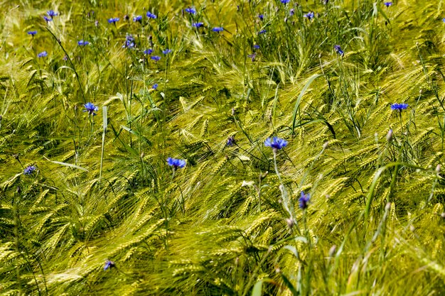 Foto blauwe korenbloemen groeien in een landbouwgebied, blauwe korenbloemen in de zomer