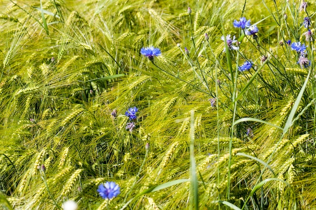 Blauwe korenbloemen groeien in een landbouwgebied, blauwe korenbloemen in de zomer