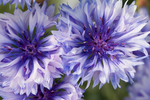 Blauwe korenbloemen in de tuin Mooie blauwe bloemen Close-up Macro