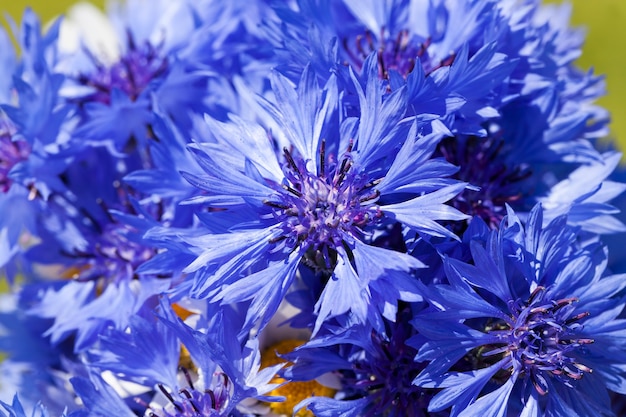 Blauwe korenbloemen in de zomer