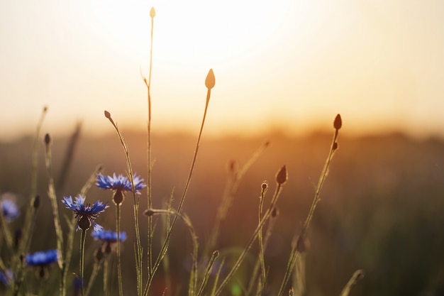 Blauwe korenbloemen in tarweveld op zonsondergang