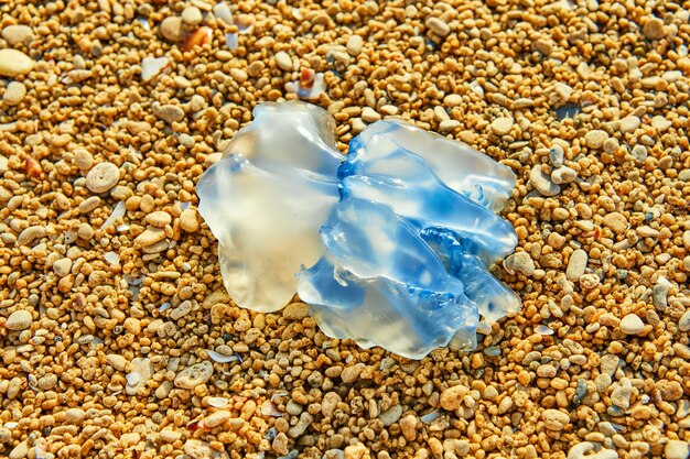 Blauwe kwallen aan de kust