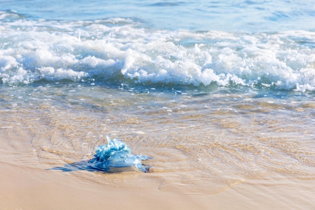 Blauwe kwallen op het zandstrand van de Middellandse Zee Monastir Tunesië