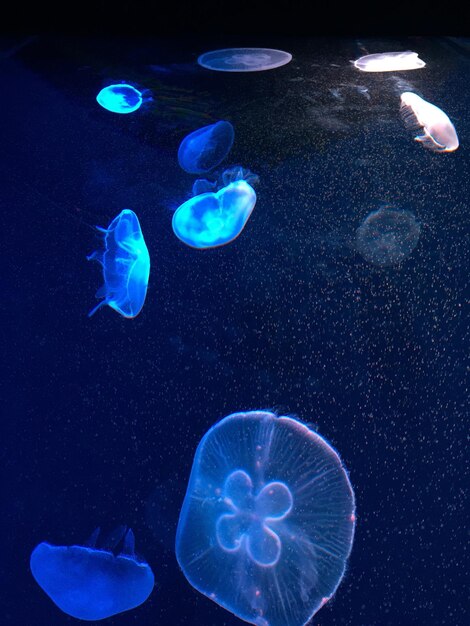 Foto blauwe kwallen zwemmen in de zee